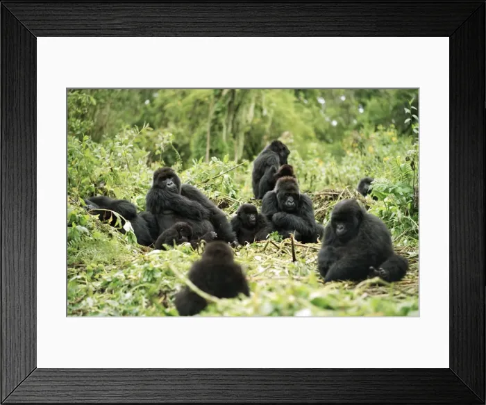 Framed Print : Ape: Mountain Gorilla - Silverback male with group resting, , Virunga Volcanoes, Rwanda, Africa Framed Print : Ape: Mountain Gorilla - Silverback male with group resting, , Virunga Volcanoes, Rwanda, Africa
