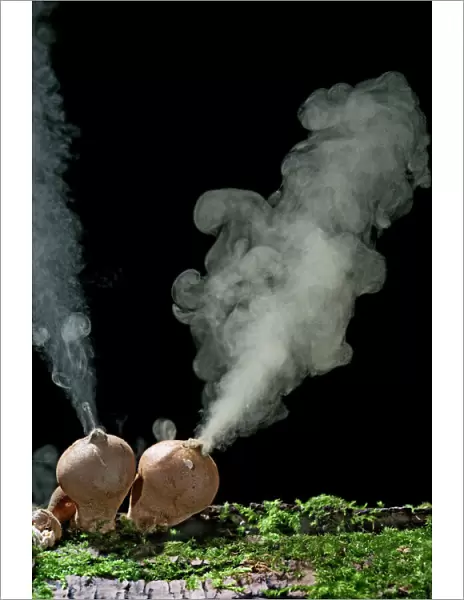Puffballs – releasing spores. UK
