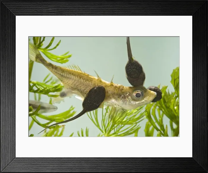 Framed Print : Tadpoles – common frog – feeding on stickleback – 1x – green background Bedfordshire UK 003968 Framed Print : Tadpoles – common frog – feeding on stickleback – 1x – green background Bedfordshire UK 003968