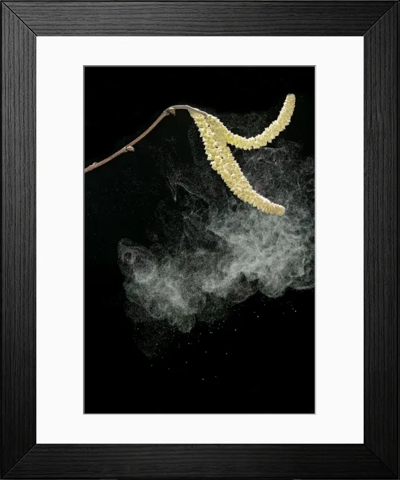 Framed Print : Hazel catkins – shedding pollen Bedfordshire UK 003457 Framed Print : Hazel catkins – shedding pollen Bedfordshire UK 003457