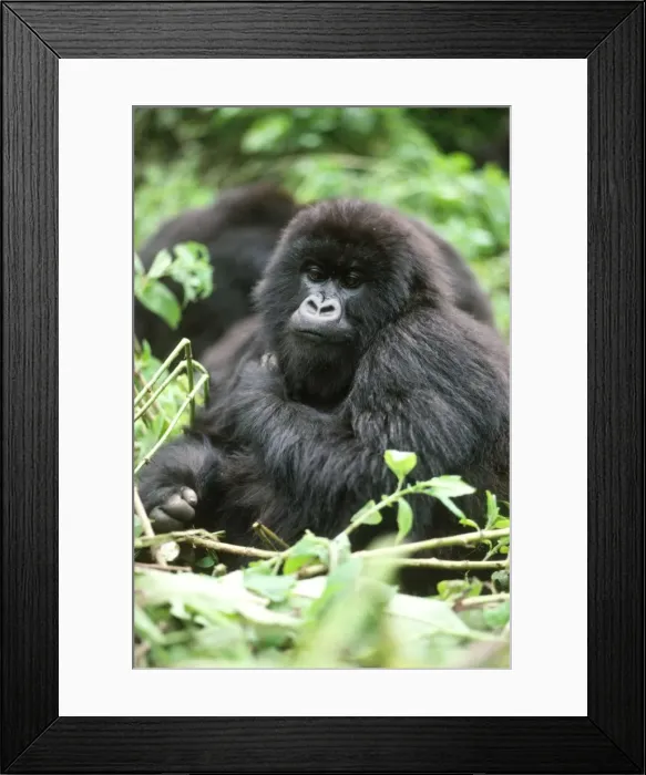 Framed Print : Ape: Mountain Gorilla - young female, Virunga Volcanoes, Rwanda, Africa Framed Print : Ape: Mountain Gorilla - young female, Virunga Volcanoes, Rwanda, Africa