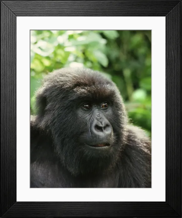 Framed Print : Ape: Mountain Gorilla - Blackback male, Virunga Volcanoes, Rwanda, Africa Framed Print : Ape: Mountain Gorilla - Blackback male, Virunga Volcanoes, Rwanda, Africa