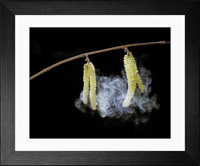 Framed Print : Hazel catkins – shedding pollen Bedfordshire UK 003442 Framed Print : Hazel catkins – shedding pollen Bedfordshire UK 003442