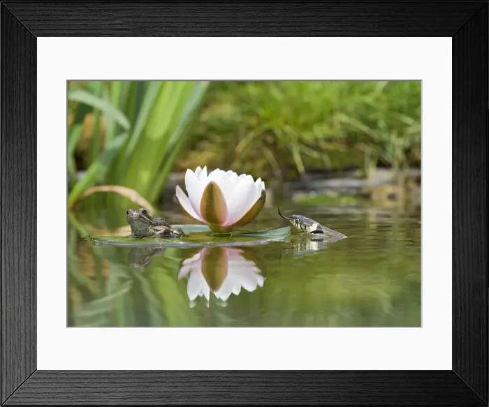 Framed Print : Grass snake – stalks common frog resting on lily pad Bedfordshire UK 004729 Framed Print : Grass snake – stalks common frog resting on lily pad Bedfordshire UK 004729