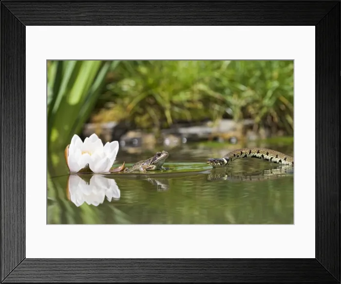 Framed Print : Grass snake – approaches common frog resting on lily pad Bedfordshire UK 004739 Framed Print : Grass snake – approaches common frog resting on lily pad Bedfordshire UK 004739
