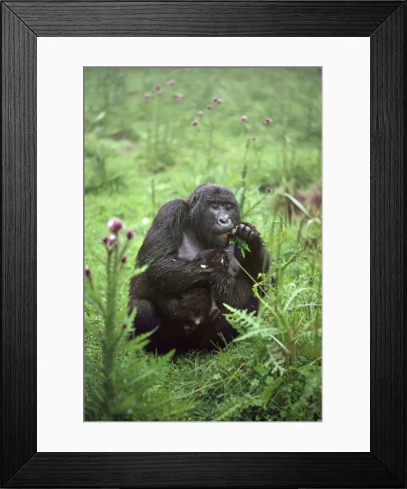 Framed Print : Ape: Mountain Gorillas - female with infant feeding on thistle, Virunga Volcanoes, Rwanda, Africa Framed Print : Ape: Mountain Gorillas - female with infant feeding on thistle, Virunga Volcanoes, Rwanda, Africa