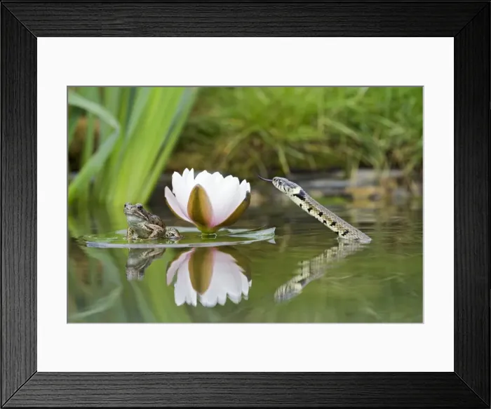 Framed Print : Grass snake – stalks common frog resting on lily pad Bedfordshire UK 004730 Framed Print : Grass snake – stalks common frog resting on lily pad Bedfordshire UK 004730