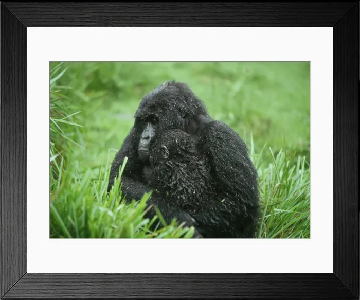 Framed Print : Ape: Mountain Gorillas - mother with infant in rain - Virunga Volcanoes, Rwanda, Africa Framed Print : Ape: Mountain Gorillas - mother with infant in rain - Virunga Volcanoes, Rwanda, Africa