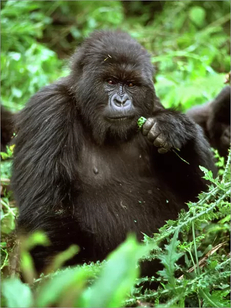 Ape: Mountain Gorilla - female Poppy, Virunga Volcanoes, Rwanda, Africa