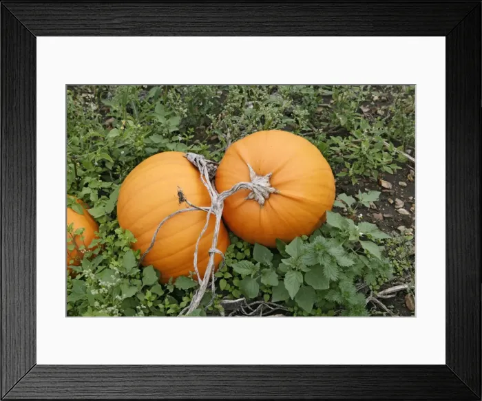 Framed Print : Pumkins – ready for harvest UK