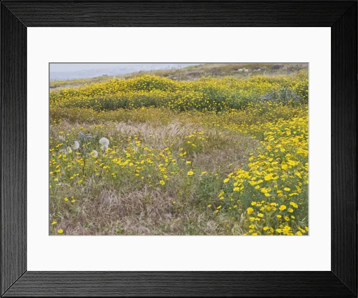 Framed Print : Wild flowers – Cyprus meadow Cyprus 004113 Framed Print : Wild flowers – Cyprus meadow Cyprus 004113