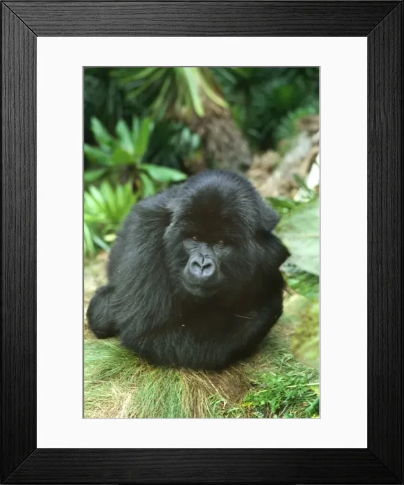 Framed Print : Ape: Mountain Gorilla - Blackback male in sub-alpine zone, Virunga Volcanoes, Rwanda, Africa Framed Print : Ape: Mountain Gorilla - Blackback male in sub-alpine zone, Virunga Volcanoes, Rwanda, Africa
