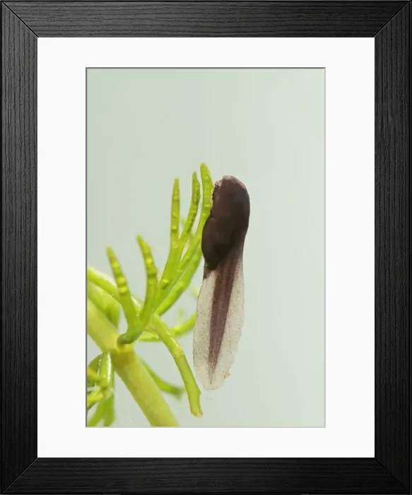Framed Print : Tadpoles – common toad - 1 week – 2x – green background Bedfordshire UK 003952h Framed Print : Tadpoles – common toad - 1 week – 2x – green background Bedfordshire UK 003952h