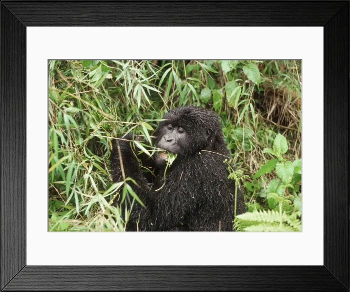 Framed Print : Ape: Mountain Gorilla - female feeding on vine after rain, Virunga Volcanoes, Rwanda, Africa Framed Print : Ape: Mountain Gorilla - female feeding on vine after rain, Virunga Volcanoes, Rwanda, Africa