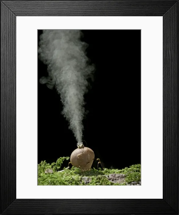 Framed Print : Puffball – releasing spores. UK
