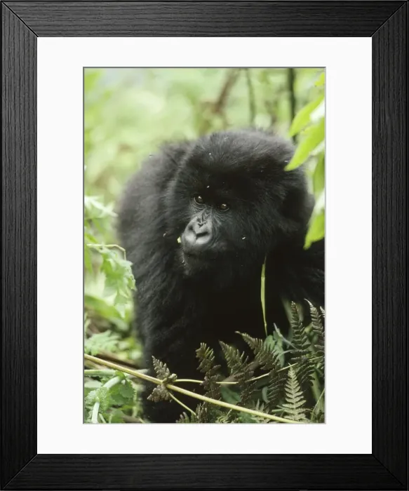 Framed Print : Ape: Mountain Gorilla - young male, Virunga Volcanoes, Rwanda, Africa Framed Print : Ape: Mountain Gorilla - young male, Virunga Volcanoes, Rwanda, Africa