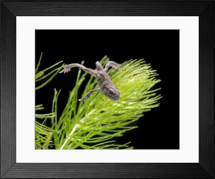 Framed Print : Common toad tadpole with 4 legs no tail Bedfordshire UK 004990 Framed Print : Common toad tadpole with 4 legs no tail Bedfordshire UK 004990