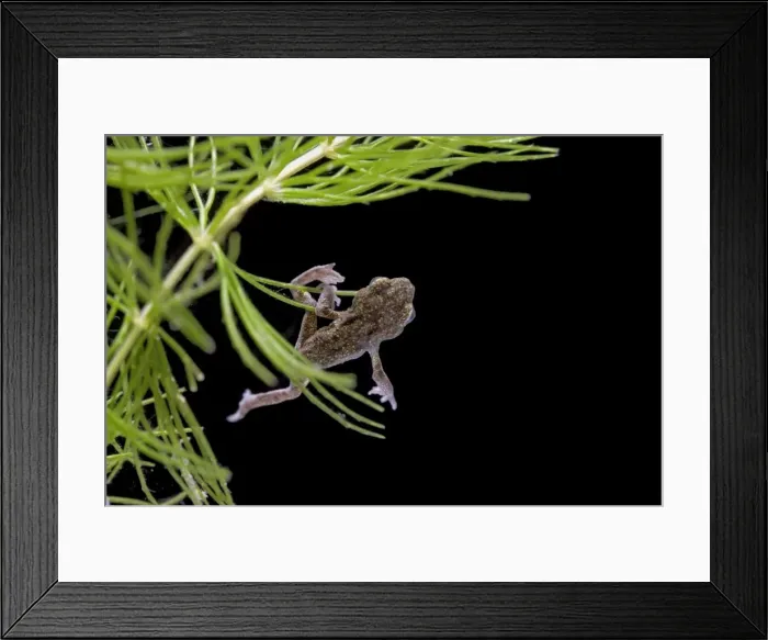 Framed Print : Common toad – tadpole with 4 legs but no tail UK 004985 Framed Print : Common toad – tadpole with 4 legs but no tail UK 004985