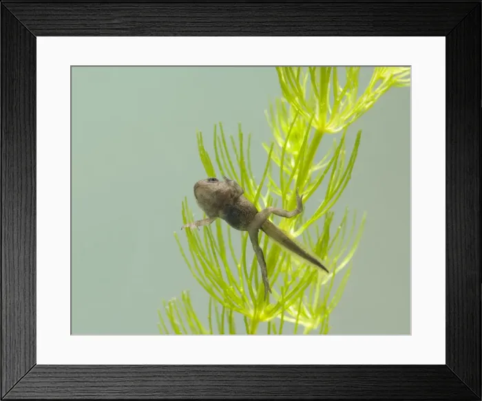 Framed Print : Common toad – tadpole with 4 legs Bedfordshire UK 004910 Framed Print : Common toad – tadpole with 4 legs Bedfordshire UK 004910