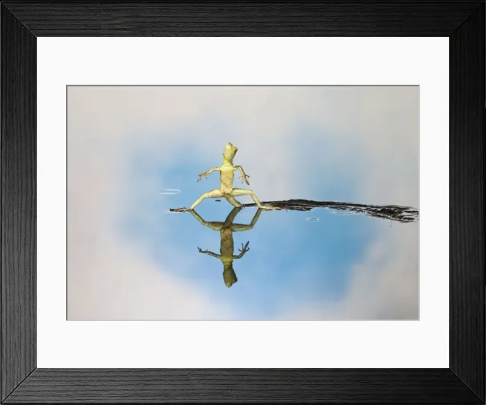 Framed Print : Green / Plumed Crested basilisk - young running across water Central America 005261 Framed Print : Green / Plumed Crested basilisk - young running across water Central America 005261