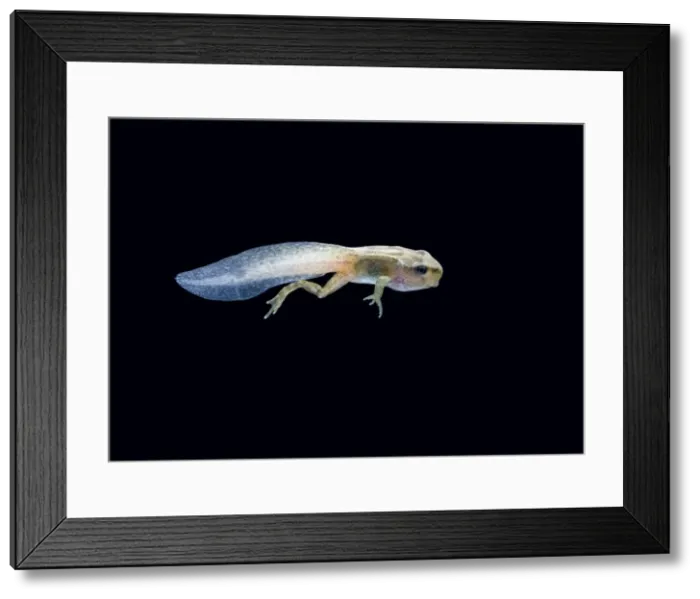 Framed Print : Common frog tadpole with 2 legs Bedfordshire UK 005198 Framed Print : Common frog tadpole with 2 legs Bedfordshire UK 005198