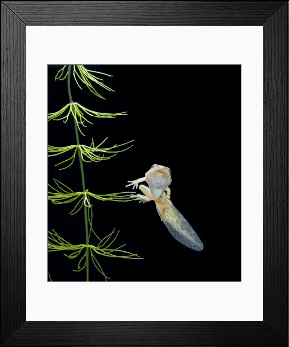 Framed Print : Common frog tadpole with 2 legs Bedfordshire UK 005191 Framed Print : Common frog tadpole with 2 legs Bedfordshire UK 005191