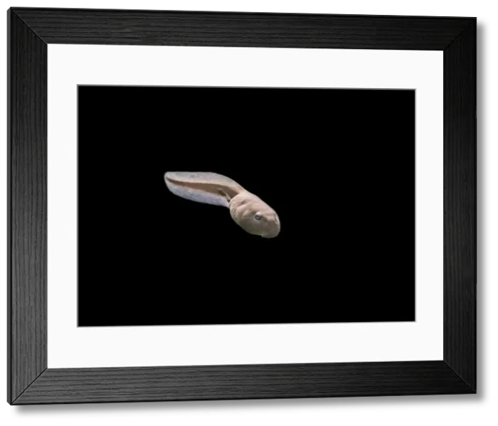 Framed Print : Common toad – tadpole with 2 legs Bedfordshire UK 004818m