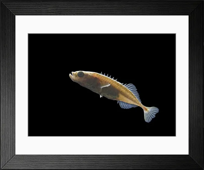 Framed Print : Nine spined stickleback / Ten spined stickleback – male Bedfordshire UK 004798 Framed Print : Nine spined stickleback / Ten spined stickleback – male Bedfordshire UK 004798
