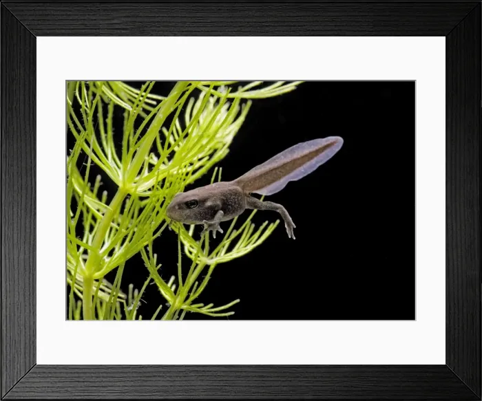 Framed Print : Common toad – tadpole with 4 legs Bedfordshire UK 004893 Framed Print : Common toad – tadpole with 4 legs Bedfordshire UK 004893
