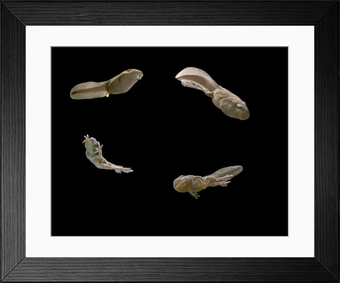 Framed Print : Comped image: Common toad tadpoles showing development stages Bedfordshire UK 005110 Framed Print : Comped image: Common toad tadpoles showing development stages Bedfordshire UK 005110