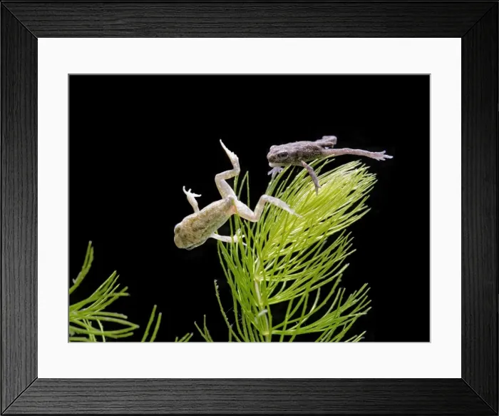 Framed Print : Common Toad on right & Common frog (Rana temporaria) tadpoles with 4 legs no tails Bedfordshire UK 004994 Framed Print : Common Toad on right & Common frog (Rana temporaria) tadpoles with 4 legs no tails Bedfordshire UK 004994