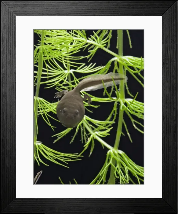 Framed Print : Common toad – tadpole with 2 legs Bedfordshire UK 004810m Framed Print : Common toad – tadpole with 2 legs Bedfordshire UK 004810m