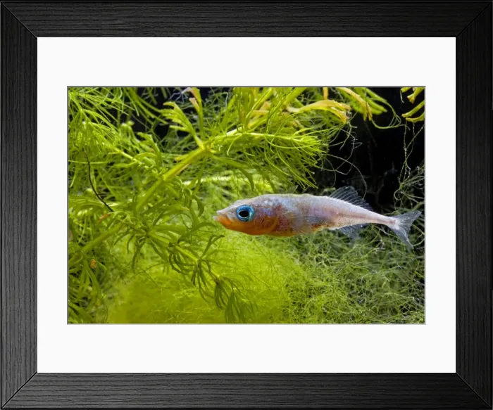 Framed Print : Three spined stickleback – male in weeds Bedfordshire UK 004786 Framed Print : Three spined stickleback – male in weeds Bedfordshire UK 004786