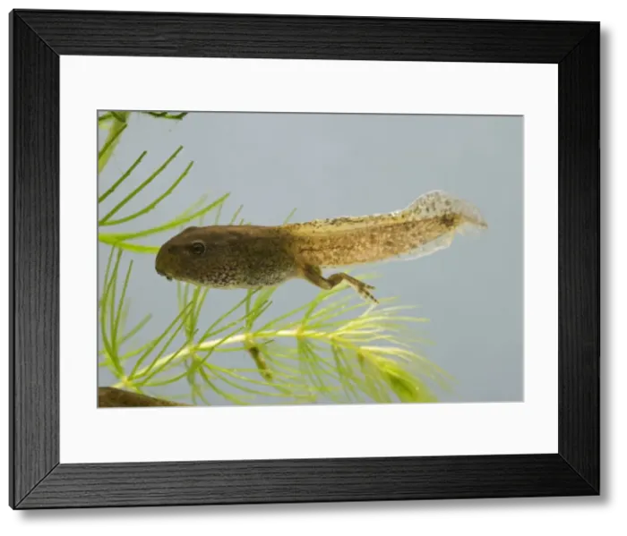 Framed Print : Common frog – tadpole 14 weeks – showing hind legs Bedfordshire UK 004770 Framed Print : Common frog – tadpole 14 weeks – showing hind legs Bedfordshire UK 004770