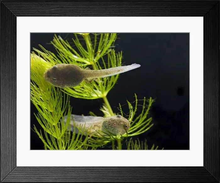 Framed Print : Common frog – tadpoles 14 weeks – showing hind legs Bedfordshire UK 004755m
