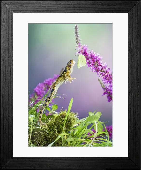 Framed Print : Common frog - leaping to take brimstone butterfly Bedfordshire UK 005212 Framed Print : Common frog - leaping to take brimstone butterfly Bedfordshire UK 005212
