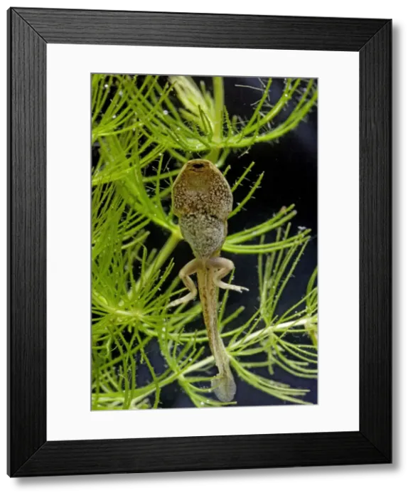 Framed Print : Common frog – tadpole 14 weeks – showing hind legs Bedfordshire UK 004760m Framed Print : Common frog – tadpole 14 weeks – showing hind legs Bedfordshire UK 004760m