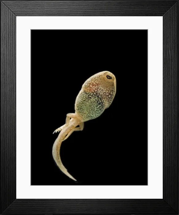 Framed Print : Common frog – tadpole 14 weeks – showing hind legs Bedfordshire UK 004762m Framed Print : Common frog – tadpole 14 weeks – showing hind legs Bedfordshire UK 004762m