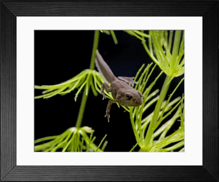 Framed Print : Common toad – tadpole with 4 legs Bedfordshire UK 004890 Framed Print : Common toad – tadpole with 4 legs Bedfordshire UK 004890