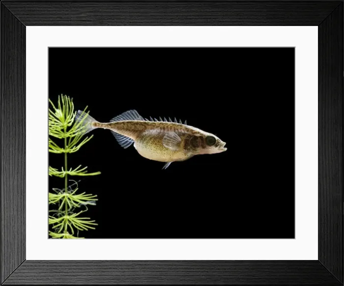 Framed Print : Nine spined stickleback / Ten spined stickleback – female with eggs Bedfordshire UK 004795 Framed Print : Nine spined stickleback / Ten spined stickleback – female with eggs Bedfordshire UK 004795