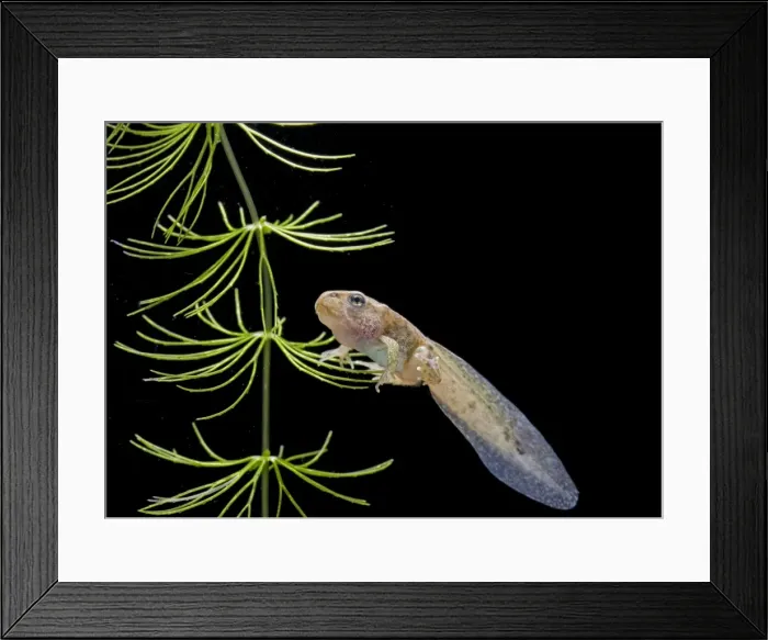 Framed Print : Common frog tadpole with 2 legs Bedfordshire UK 005180 Framed Print : Common frog tadpole with 2 legs Bedfordshire UK 005180