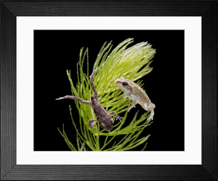 Framed Print : Common toad on left & Common frog (Rana temporaria) tadpoles with 4 legs no tails Bedfordshire UK 004995 Framed Print : Common toad on left & Common frog (Rana temporaria) tadpoles with 4 legs no tails Bedfordshire UK 004995