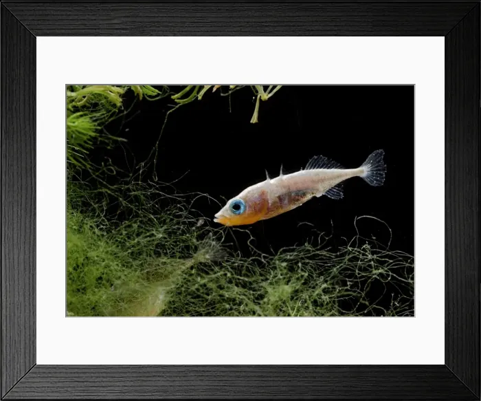 Framed Print : Three spined stickleback – male feeding Bedfordshire UK 004789 Framed Print : Three spined stickleback – male feeding Bedfordshire UK 004789