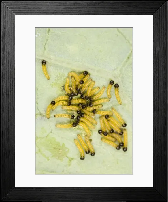 Framed Print : Large white - caterpillars just hatched - Bedfordshire UK 007687 Framed Print : Large white - caterpillars just hatched - Bedfordshire UK 007687