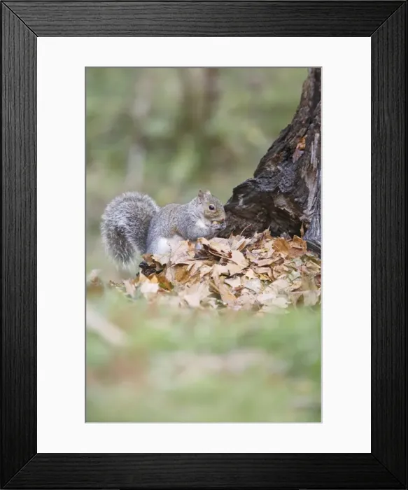 Framed Print : Grey Squirrel - eating acorn - Bedfordshire UK 007783