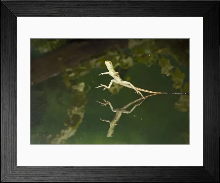 Framed Print : Green / Plumed Crested basilisk - young running across water. Central America 005274 Framed Print : Green / Plumed Crested basilisk - young running across water. Central America 005274
