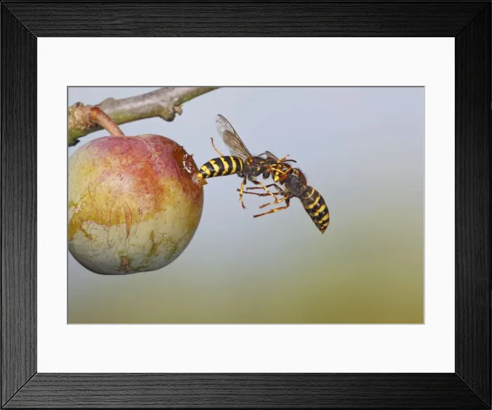 Framed Print : Median Wasp - fighting in flight - Bedfordshire UK 007745 Framed Print : Median Wasp - fighting in flight - Bedfordshire UK 007745