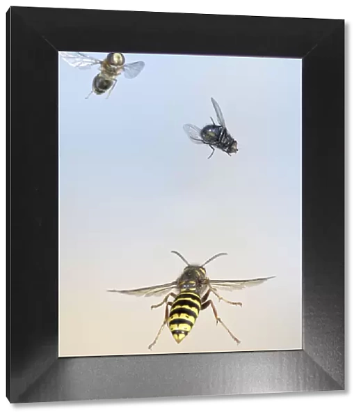 Median Wasp - in flight - chasing flies - Bedfordshire UK 007695