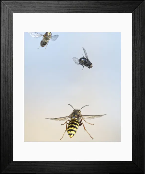 Framed Print : Median Wasp - in flight - chasing flies - Bedfordshire UK 007695 Framed Print : Median Wasp - in flight - chasing flies - Bedfordshire UK 007695