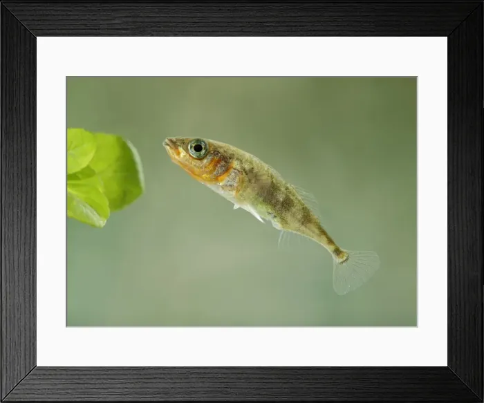 Framed Print : Stickleback - male three spined - Bedfordshire - UK 007642 Framed Print : Stickleback - male three spined - Bedfordshire - UK 007642